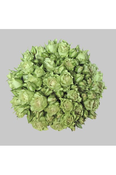 Троянда Лувіана